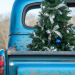 Why Rent a Live Christmas Tree?