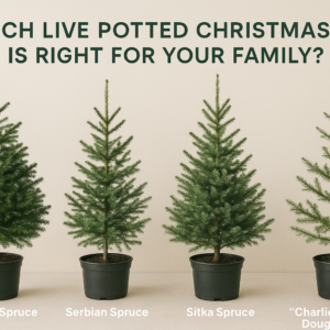 🎄 Which Live Potted Christmas Tree is Right for Your Family?