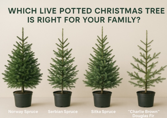 🎄 Which Live Potted Christmas Tree is Right for Your Family?